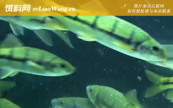 光唇鱼:分布范围