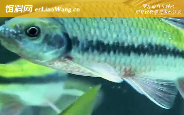 光唇鱼:生活习性