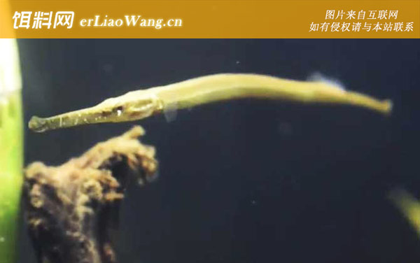 海龙鱼:分布范围