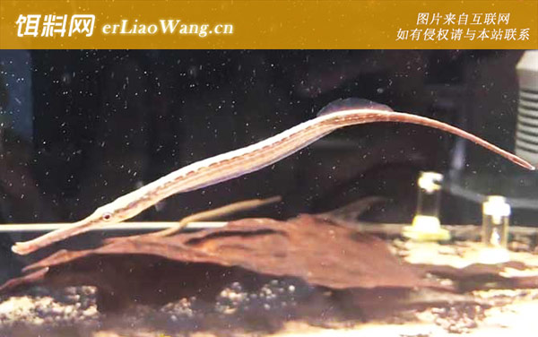 海龙鱼:生活习性