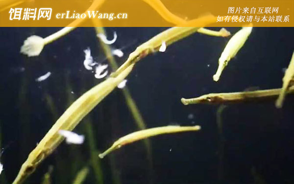 海龙鱼是什么鱼-代表物种
