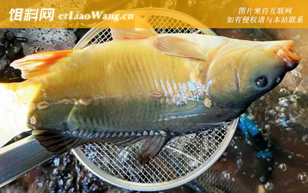 三道鳞:分布范围