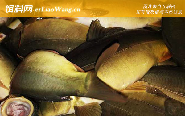 三道鳞:生活习性