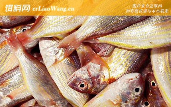 红杉鱼:生活习性