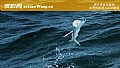 《飞鱼是什么鱼?》封面图