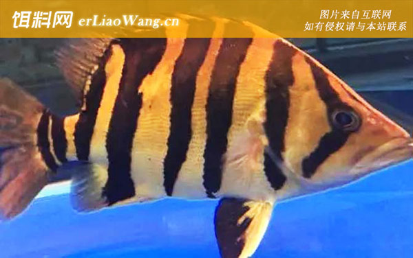 新几内亚虎鱼:印尼虎鱼
