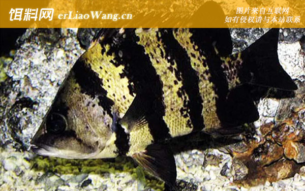 泰北虎鱼:新几内亚虎鱼
