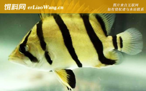 苏门答腊虎鱼:泰北虎鱼
