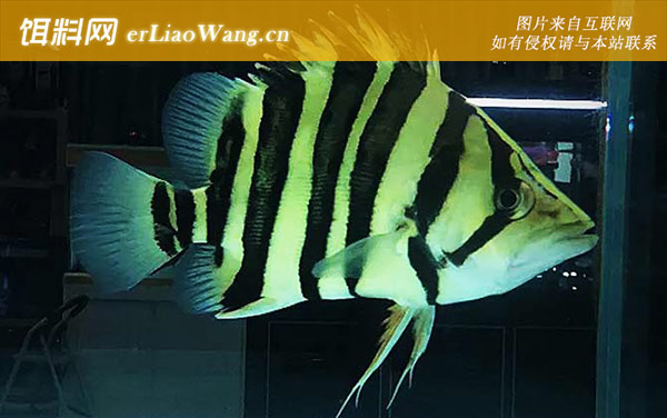 苏门答腊虎鱼:苏门答腊虎鱼