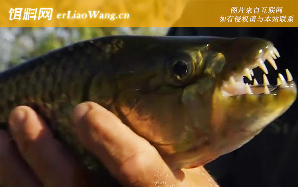 非洲虎鱼:代表物种