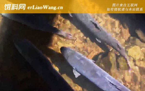 哲罗鱼:分布范围