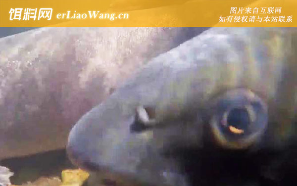 哲罗鱼:生活习性