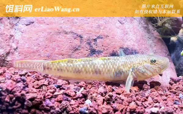 鰕虎鱼:分布范围