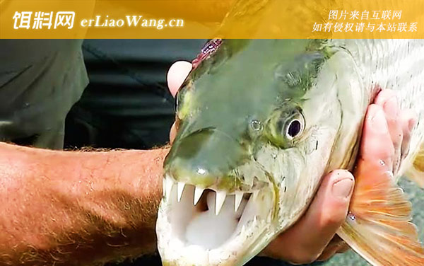 巨型水虎鱼:分布范围