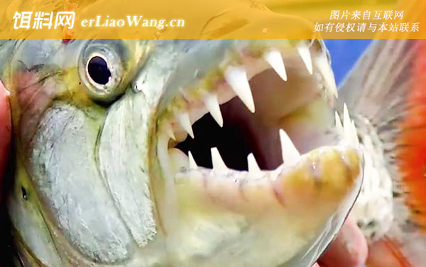 巨型水虎鱼:代表物种