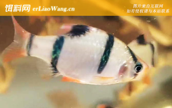 虎皮鱼:分布范围