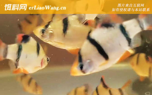 虎皮鱼:生活习性