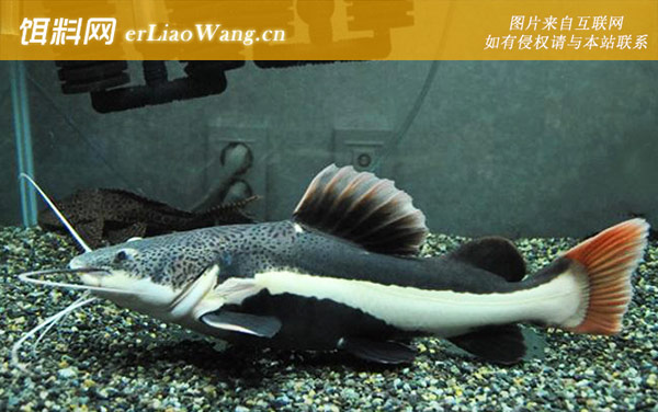 招财猫:分布范围