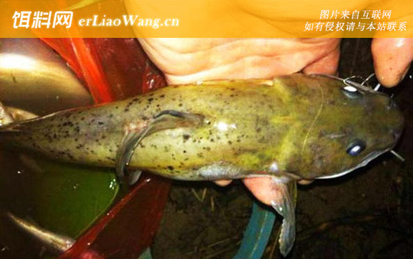 芝麻剑:分布范围