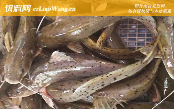 芝麻剑:生活习性