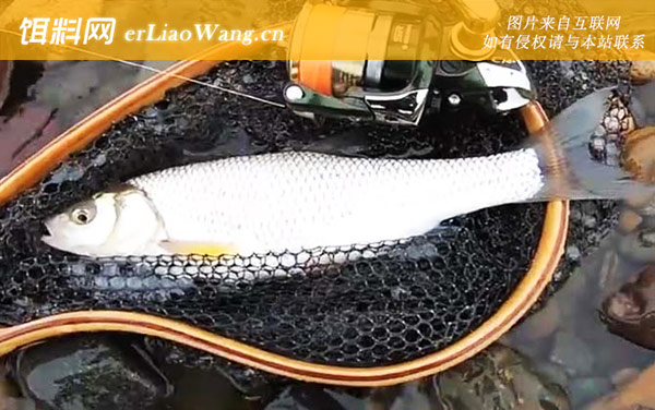 华子鱼:分布范围