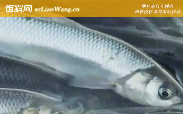 华子鱼:生活习性