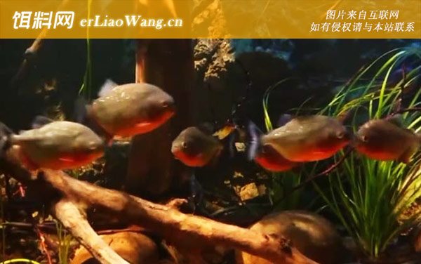 红腹水虎鱼:分布范围