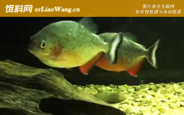 红腹水虎鱼:生活习性