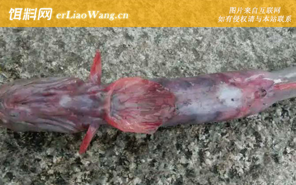 红狼牙鰕虎鱼:分布范围