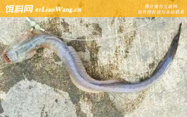 红狼牙鰕虎鱼:生活习性