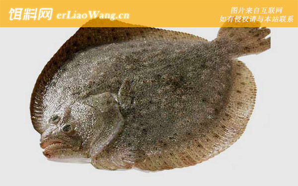 小嘴鱼:生活习性