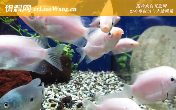 亲吻鱼:分布范围