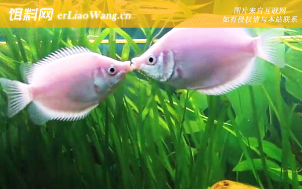 亲吻鱼:生活习性