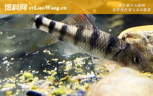 溪石斑:分布范围