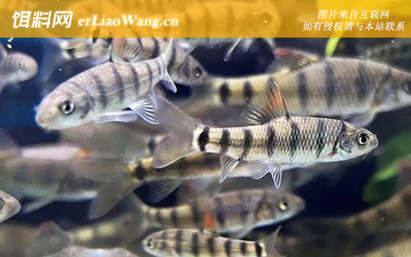 溪石斑:生活习性