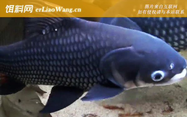 巨暹罗鲤:分布范围