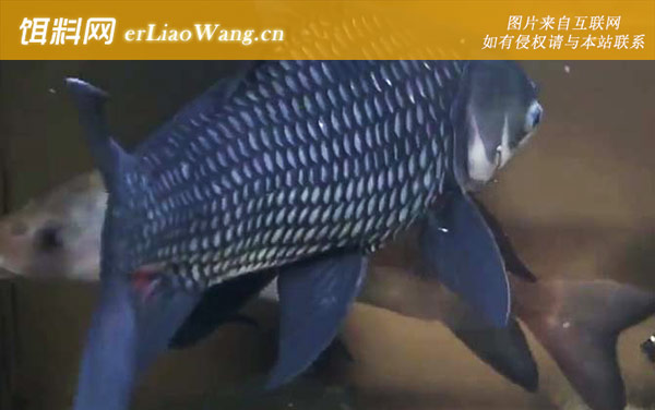 巨暹罗鲤:生活习性