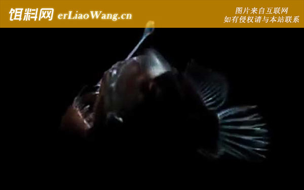 先生鱼:分布范围