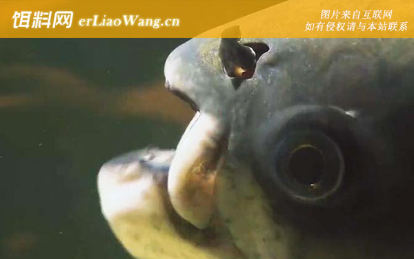 黑鳍巨脂鲤:分布范围