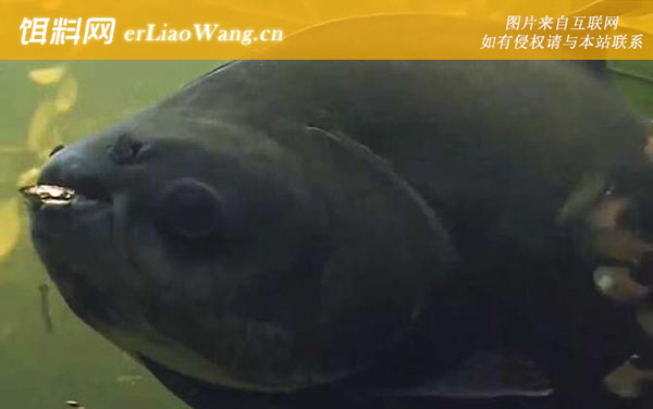 黑鳍巨脂鲤:生活习性