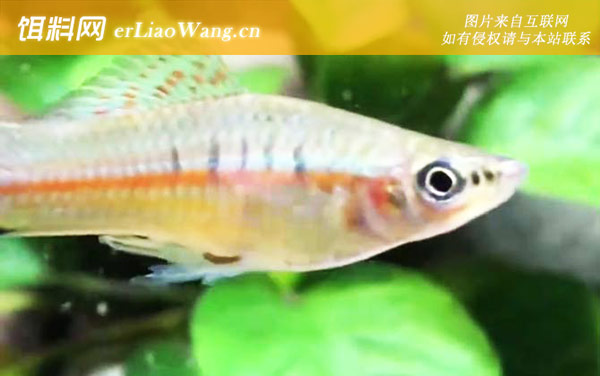 剑尾鱼:分布范围