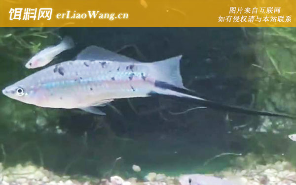 剑尾鱼:生活习性