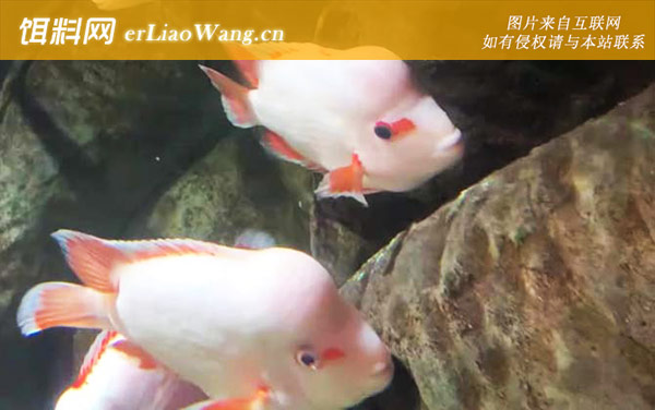 火鹤鱼:生活习性