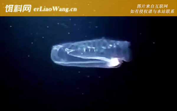 果冻鱼:分布范围