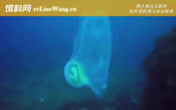 果冻鱼:生活习性