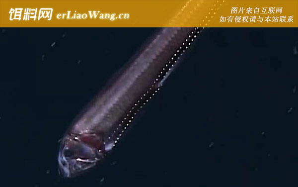 毒蛇鱼:生活习性