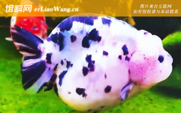 兰寿是什么鱼-品系划分