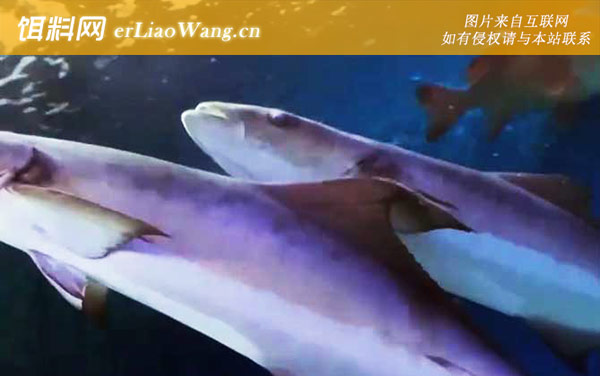 军曹鱼:生活习性