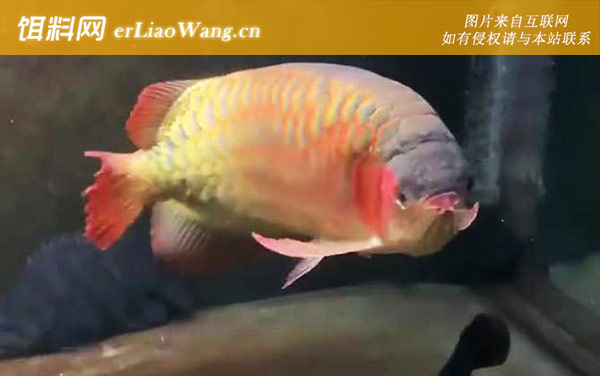 金龙鱼:分布范围