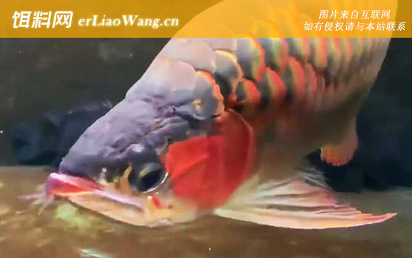 金龙鱼:生活习性